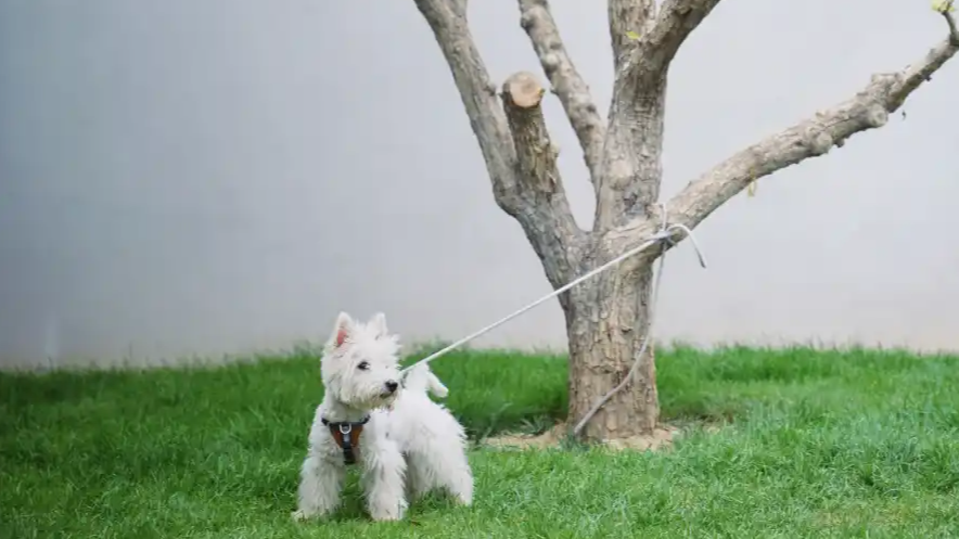 宠物年夜饭吃鲍鱼 不过是人一厢情愿