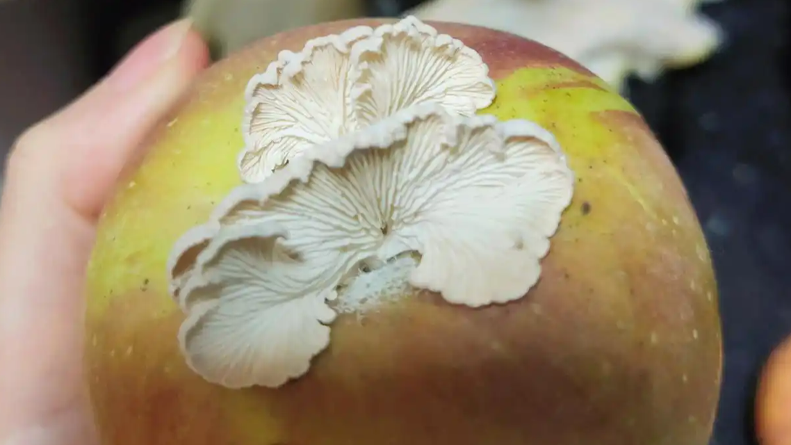 全网追更的“果菌王”可以开吃了