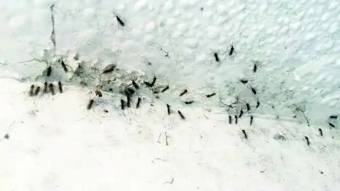 疾控提醒：今年蚊子或迎来史诗级加强