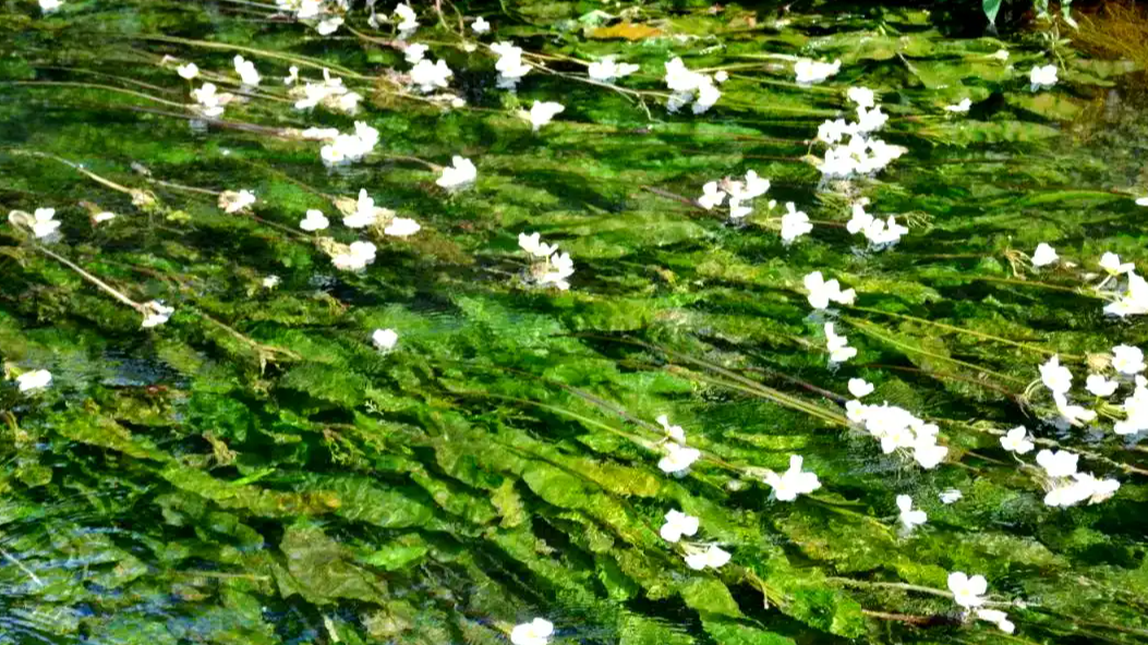 巴奴新菜品“水性杨花”引争议