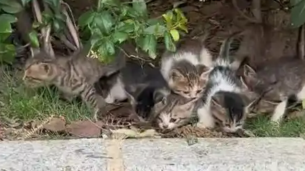  沈阳一路边多只名贵猫崽被遗弃