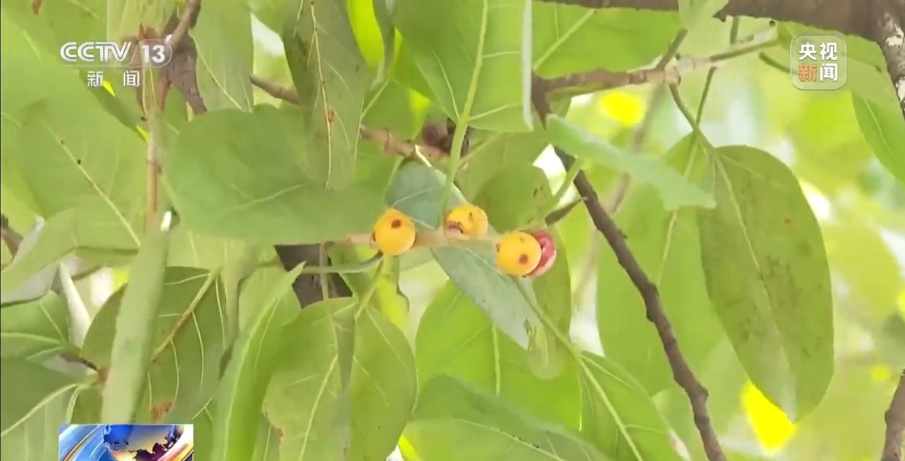 绿化带树木结的果实能吃吗