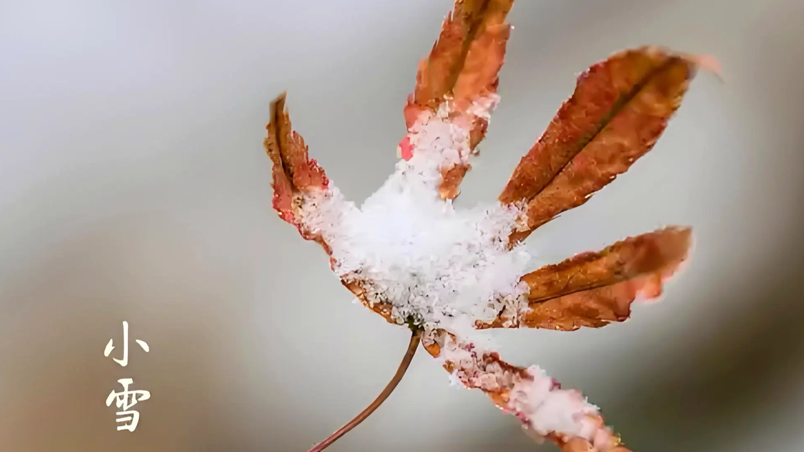 小雪：落雪为念 愿君冬安