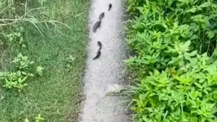 暴雨后路边过山鲫鱼成群赶路
