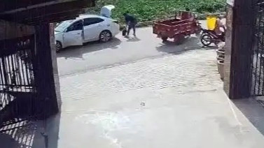 养了三十多年的鳄龟被过路司机抱走