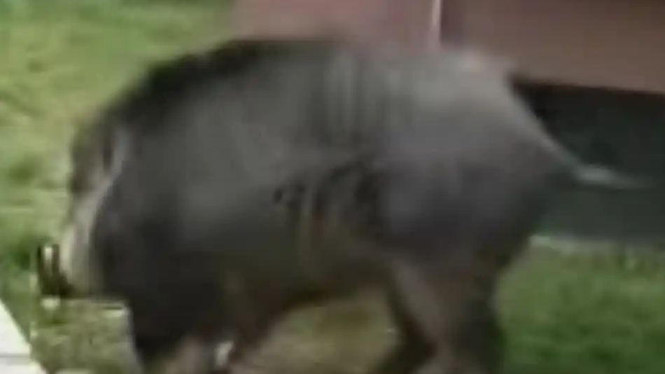 超300斤大野猪两次闯入小区伤人