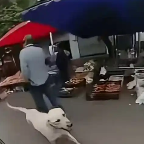  狗狗失踪半年后遇到主人追车相认