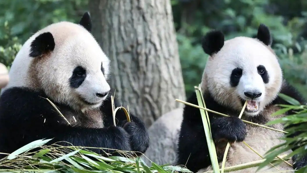  杭州动物园大熊猫香果患肠扭转