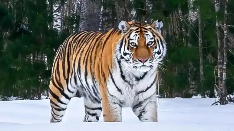 认养2年东北虎心衰死亡 林草局回应