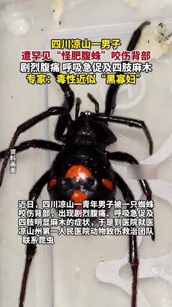 外媒：普京特朗普获“烧烤诺贝尔奖”