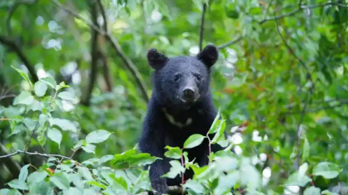 日本今年为何频繁“熊出没”