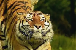   168元一晚的虎景房你敢住吗 缩略图