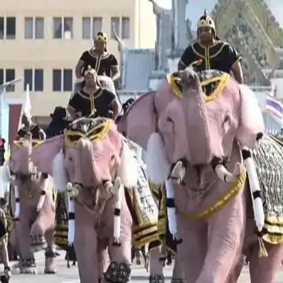 泰国11头粉象大皇宫前整齐鞠躬