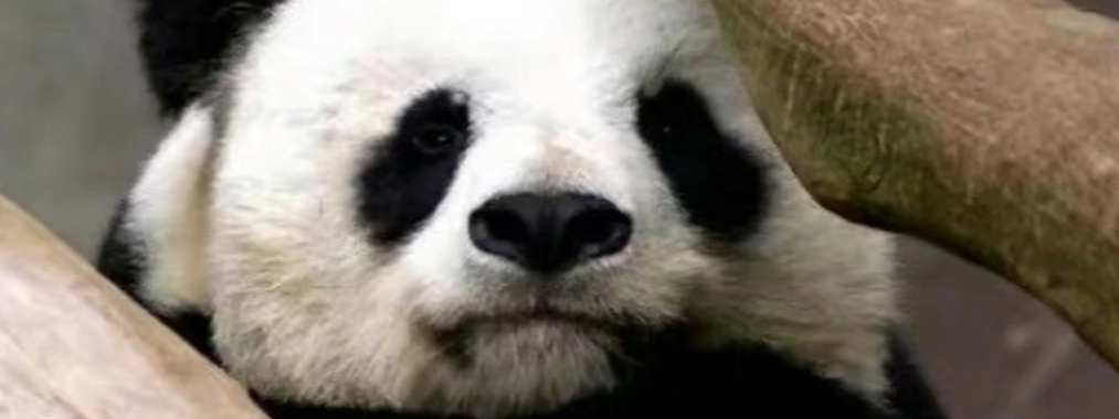 33岁大熊猫高高离世 曾旅居美国