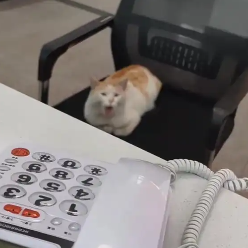  流浪小猫成派出所“新同事”