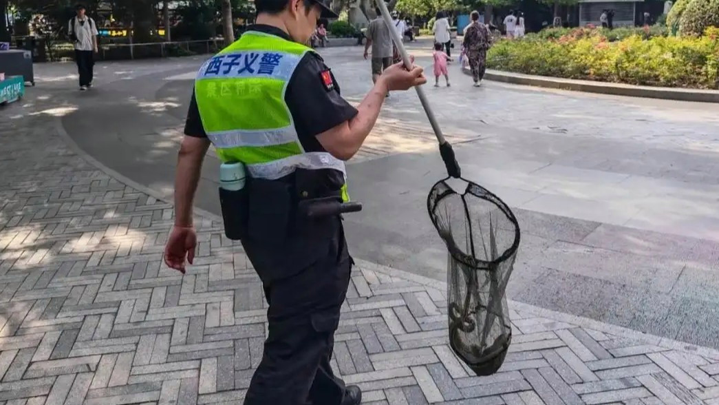  西湖边一条“青蛇”被围观