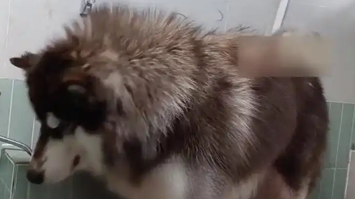 女子600元救下被送往狗肉馆阿拉斯加