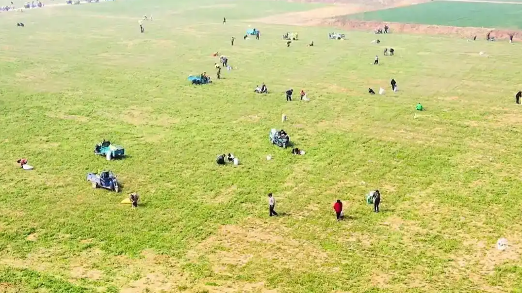  258亩荠菜地遭哄抢 种植户称未获赔偿
