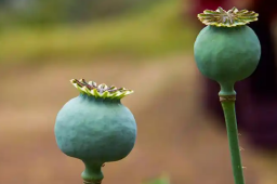   小学生发现罂粟后 报警带警察扫毒 缩略图