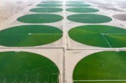   塔克拉玛干沙漠种上了大片苜蓿 缩略图