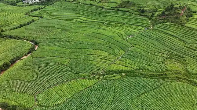 中国将推进第二轮土地延包整省试点