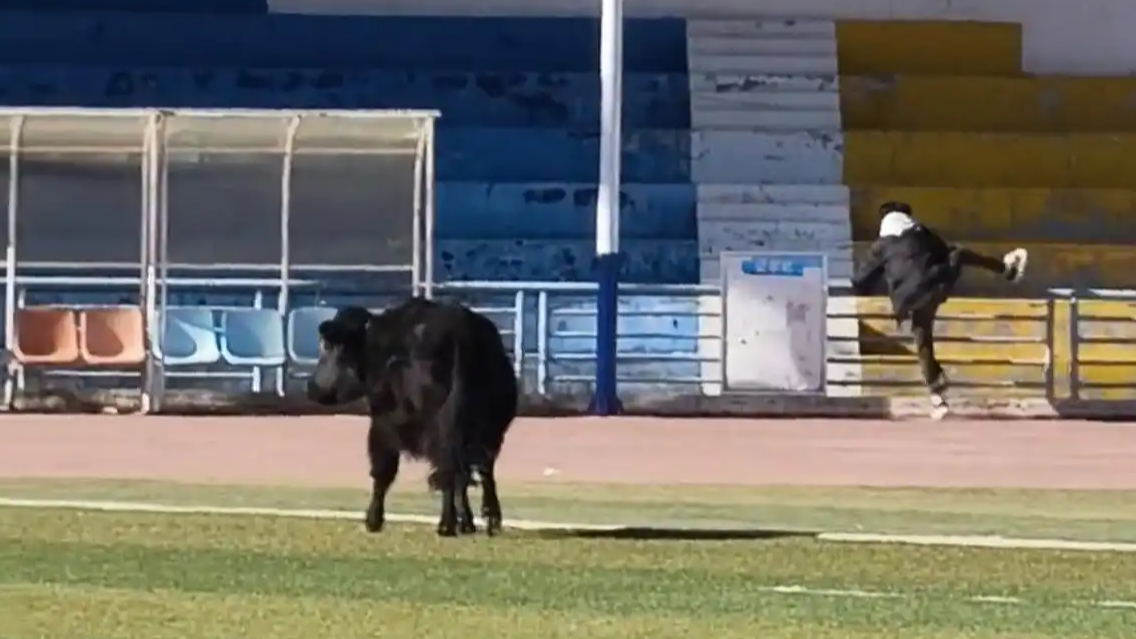 牦牛冲进大学操场 学生吓到跨栏逃跑