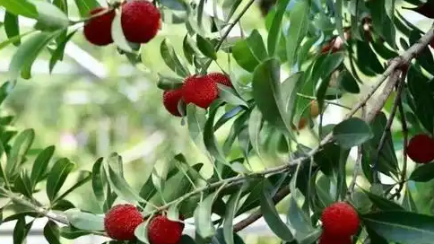 不放过问题杨梅 不冤枉清白水果
