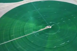   壮观！塔克拉玛干沙漠现巨型麦圈 缩略图