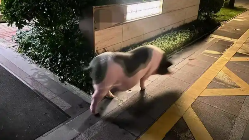 柳州地震有居民把猪带下楼避险