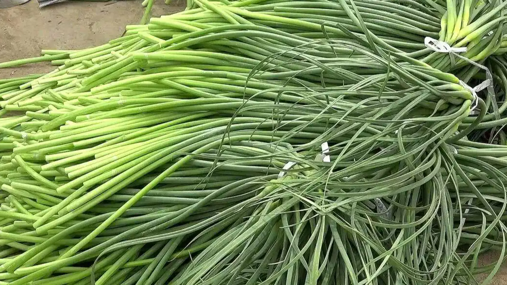河南人终于送走了“餐桌噩梦”蒜薹