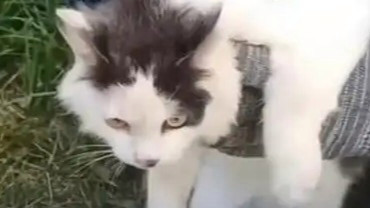 俄罗斯奶牛猫运毒被抓只能喵喵喵