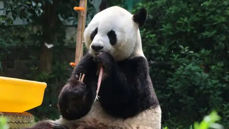 大熊猫“福虎”嘴角生疮