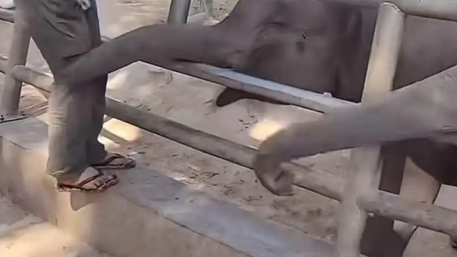 小象被员工用金属锁殴打 动物园回应