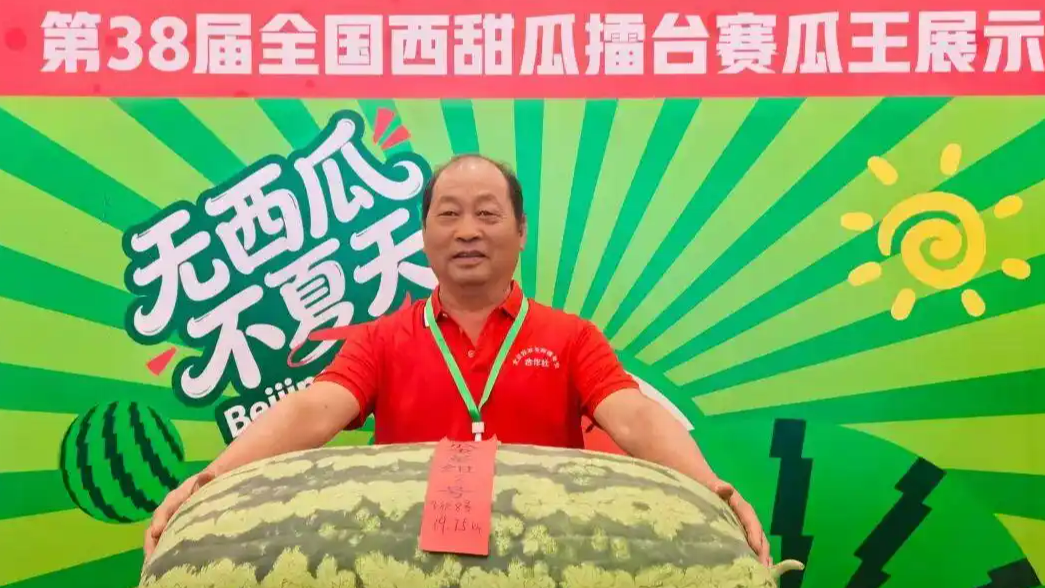  159.5斤 西瓜节诞生新一届“瓜王”