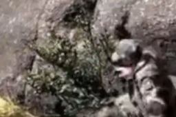   景区工人无防护下崖壁帮游客捡手机 缩略图