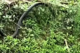   女子挖野菜挖到大蛇 双方都吓坏了 缩略图