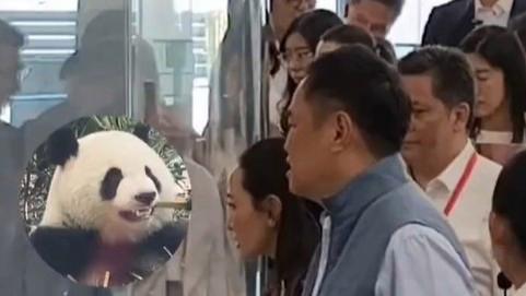  泰国总理夫妇看大熊猫一步三回头