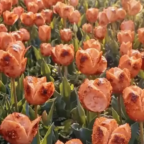 这郁金香的花语是“3块一根5块俩”