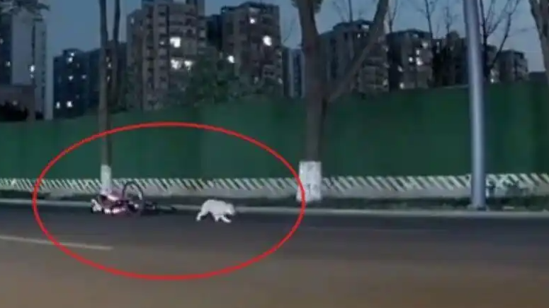 女子被未拴宠物狗绊倒 已做开颅手术