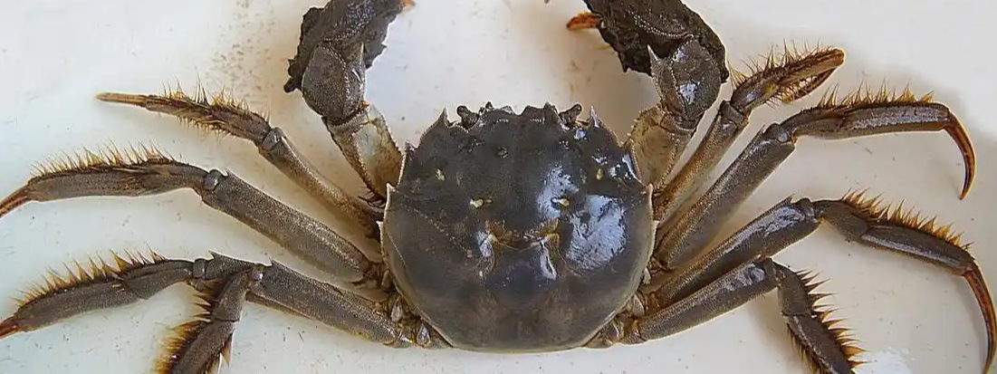 大闸蟹为何会在欧美泛滥成灾