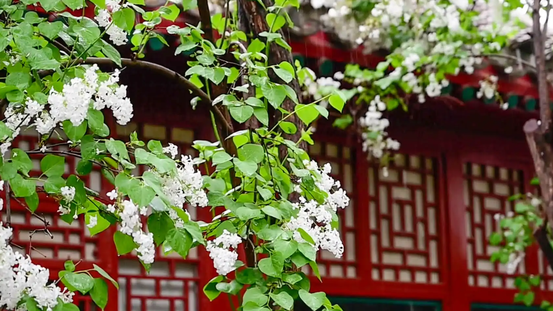 鲁迅种的丁香迎101岁生日