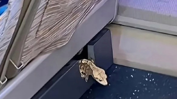 高铁上现狗和蜥蜴 人宠同乘能否实现