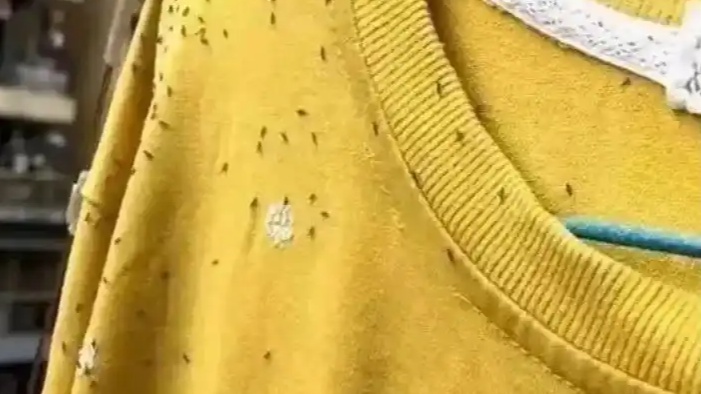 烦人小虫子又来了 即日起穿衣请调整