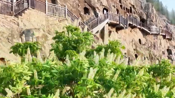  龙门石窟千年菩提已开出满树繁花