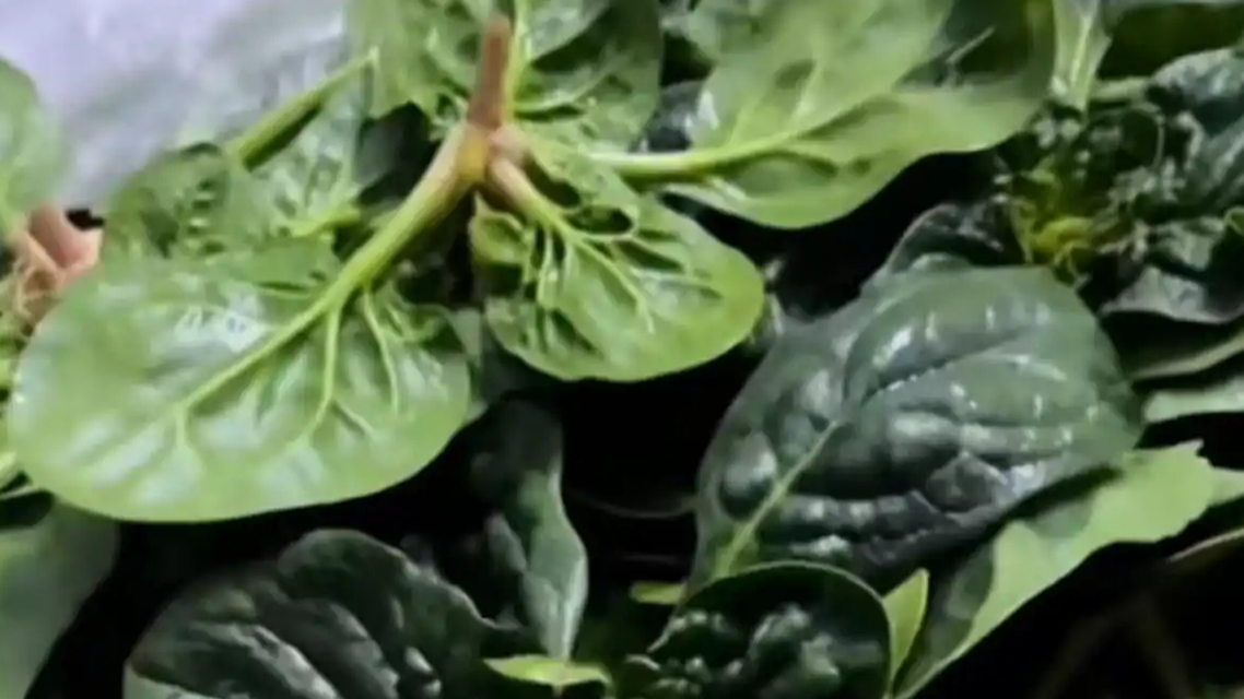 趴地菠菜黄心菜 河南本土蔬菜破圈