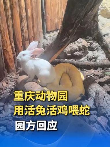  重庆动物园用活兔活鸡喂蛇引争议