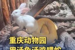   重庆动物园用活兔活鸡喂蛇引争议 缩略图
