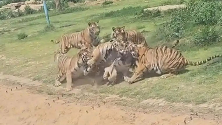  灰鹤误入动物园虎区遭七虎围猎