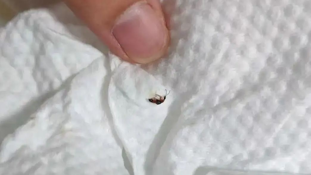 毒虫向北逼近不少人“中招”