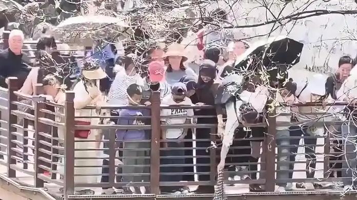 女子一件外套拽回两条命